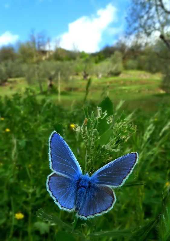 Le Farfalle di Aprile